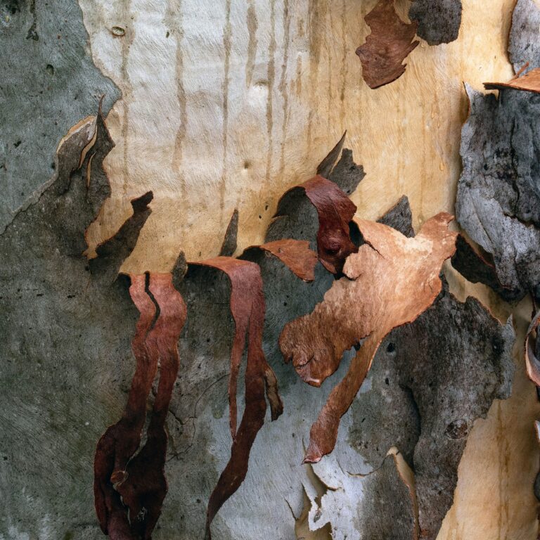 Plan rapproché d'un tronc d'arbre dont l'écorce rugueuse, grise et marron se détache et s'enroule, révélant un bois clair, lisse et doux en dessous. Cette image illustre la métaphore de la sophrologie : se dévoiler sans conditionnement pour retrouver sa véritable présence